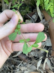 Xanthosia tridentata
