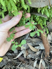 Xanthosia tridentata