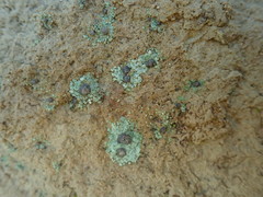 Placopsis argillacea