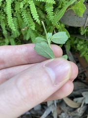 Xanthosia tridentata