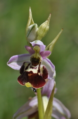 Ophrys gresivaudanica