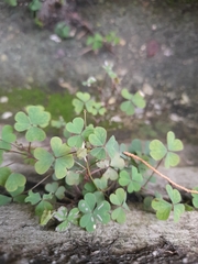 Oxalis