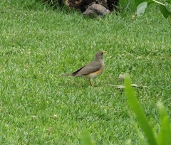 Turdus pelios
