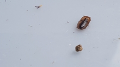 Cossyphus hoffmannseggi