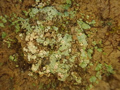 Placopsis argillacea