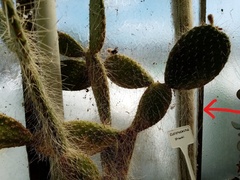 Cleistocactus strausii