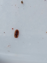 Cossyphus hoffmannseggi