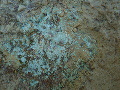 Placopsis argillacea