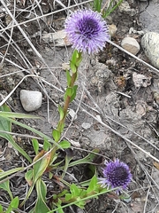 Globularia bisnagarica