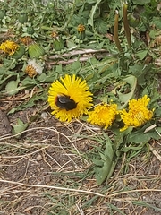 Bombus lapidarius