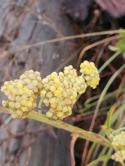 Helichrysum natalitium