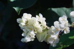 Antigonon flavescens