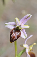 Ophrys exaltata splendida