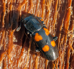 Glischrochilus quadripunctatus