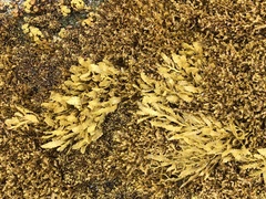 Sargassum aquifolium