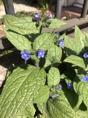 Pentaglottis sempervirens