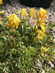 Pseudofumaria lutea