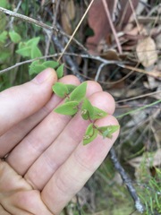 Leucopogon amplexicaulis