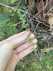 Leucopogon amplexicaulis