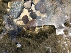 Bathygobius coalitus