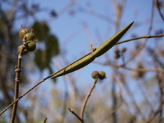 Cryptolepis buchananii