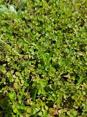 Thymus odoratissimus