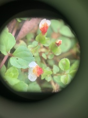 Torenia polygonoides