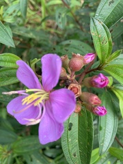 Melastoma malabathricum