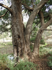 Eucalyptus baueriana thalassina