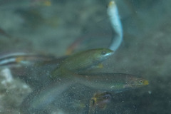 Stethojulis strigiventer