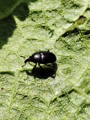Malvaevora timida