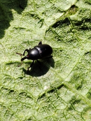 Malvaevora timida