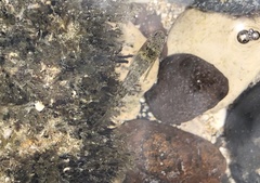 Bathygobius coalitus