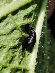 Malvaevora timida