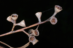 Eucalyptus baueriana thalassina