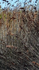 Thamnochortus insignis