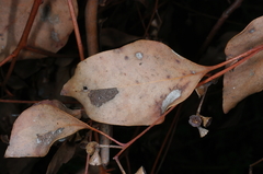 Eucalyptus baueriana thalassina
