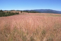 Festuca idahoensis