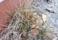 Zoysia minima