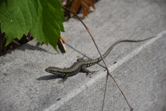 Podarcis muralis maculiventris