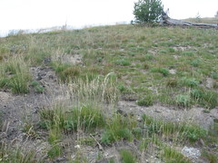 Festuca viridula