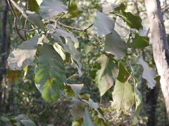 Careya arborea