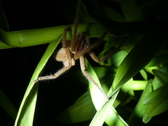 Neosparassus diana