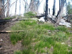 Festuca viridula