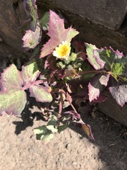 Sonchus oleraceus