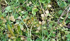 Epilobium brunnescens