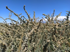 Atriplex glauca