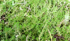 Crassula sinclairii