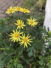 Jacobaea vulgaris