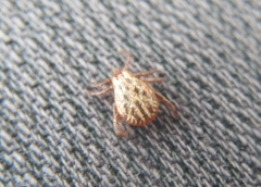 Dermacentor reticulatus